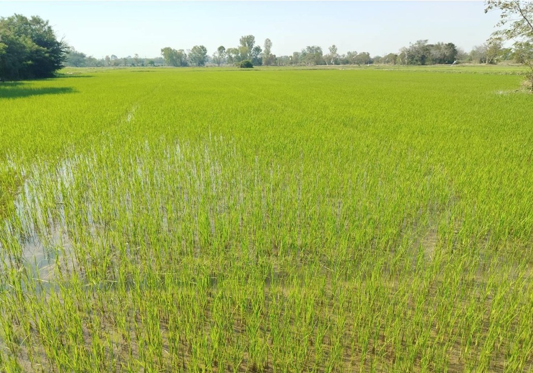 รูปที่ดินว่างเปล่า หนองกุง น้ำพอง ขอนแก่น