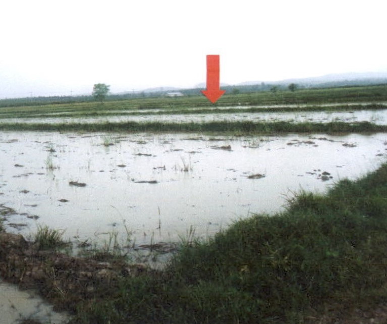 รูปที่ดินว่างเปล่า ดอยลาน เมืองเชียงราย เชียงราย