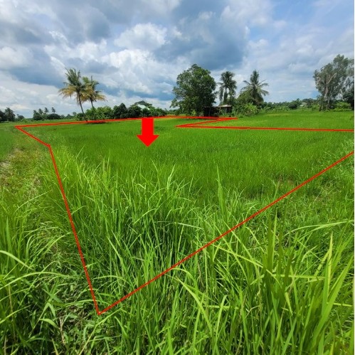 รูปที่ดินว่างเปล่า ลำพาน เมืองกาฬสินธุ์ กาฬสินธุ์