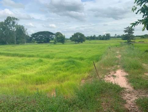 รูปที่ดินว่างเปล่า เสือโก้ก วาปีปทุม มหาสารคาม