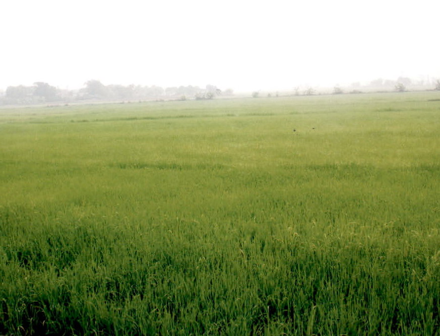 รูปที่ดินว่างเปล่า จันจว้า แม่จัน เชียงราย