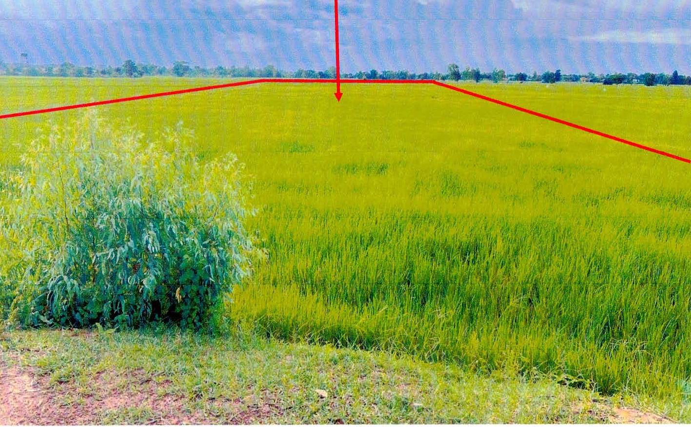 รูปที่ดินว่างเปล่า หนองเหล็ก ศีขรภูมิ สุรินทร์