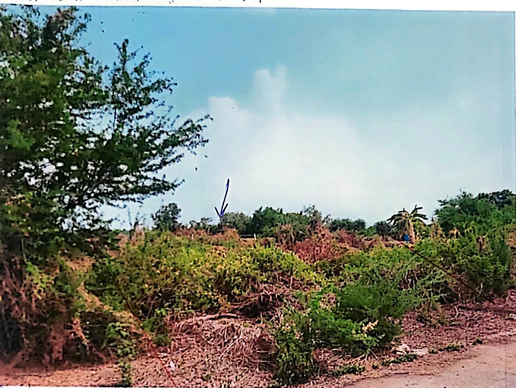 รูปที่ดินว่างเปล่า เสม็ดใต้ บางคล้า ฉะเชิงเทรา