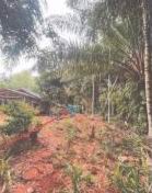 รูปที่ดินว่างเปล่า คลองน้อย ชัยบุรี สุราษฎร์ธานี