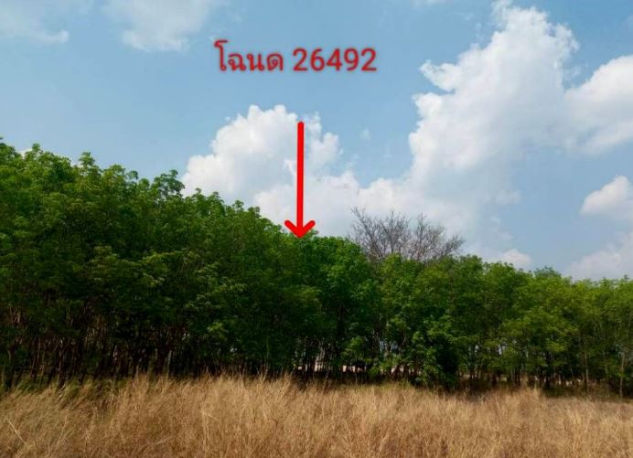 รูปที่ดินว่างเปล่า โดมประดิษฐ์ น้ำยืน อุบลราชธานี