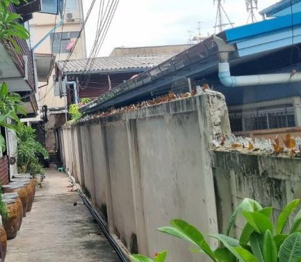 รูปที่ดินว่างเปล่า คลองต้นไทร คลองสาน กรุงเทพมหานคร