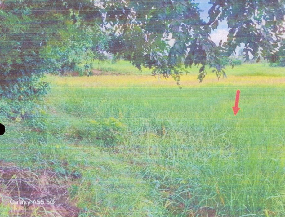 รูปที่ดินว่างเปล่า บ้านกอก จัตุรัส ชัยภูมิ