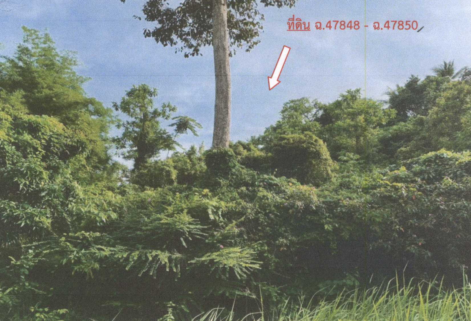 รูปที่ดินว่างเปล่า ตลิ่งงาม เกาะสมุย สุราษฎร์ธานี