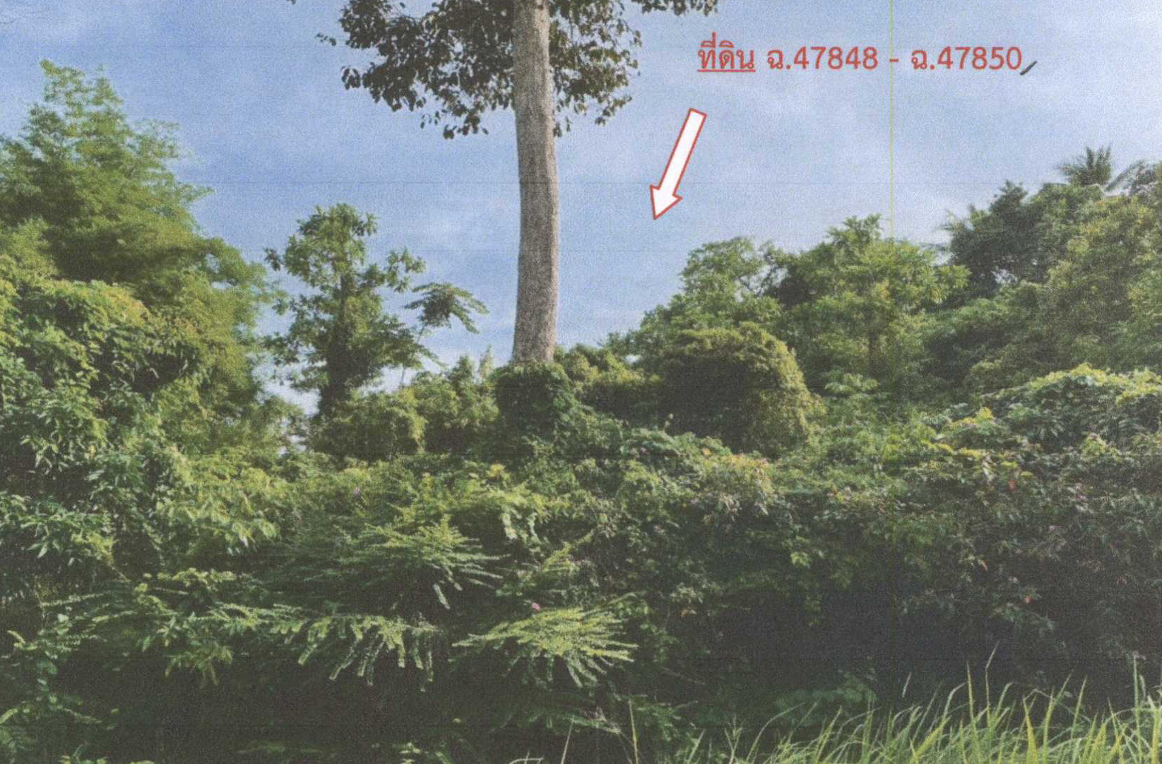 รูปที่ดินว่างเปล่า ตลิ่งงาม เกาะสมุย สุราษฎร์ธานี