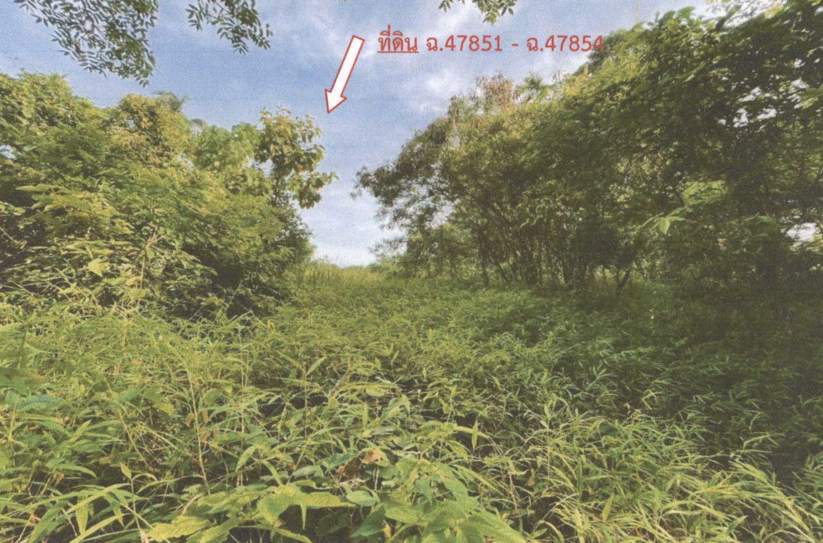 รูปที่ดินว่างเปล่า ตลิ่งงาม เกาะสมุย สุราษฎร์ธานี