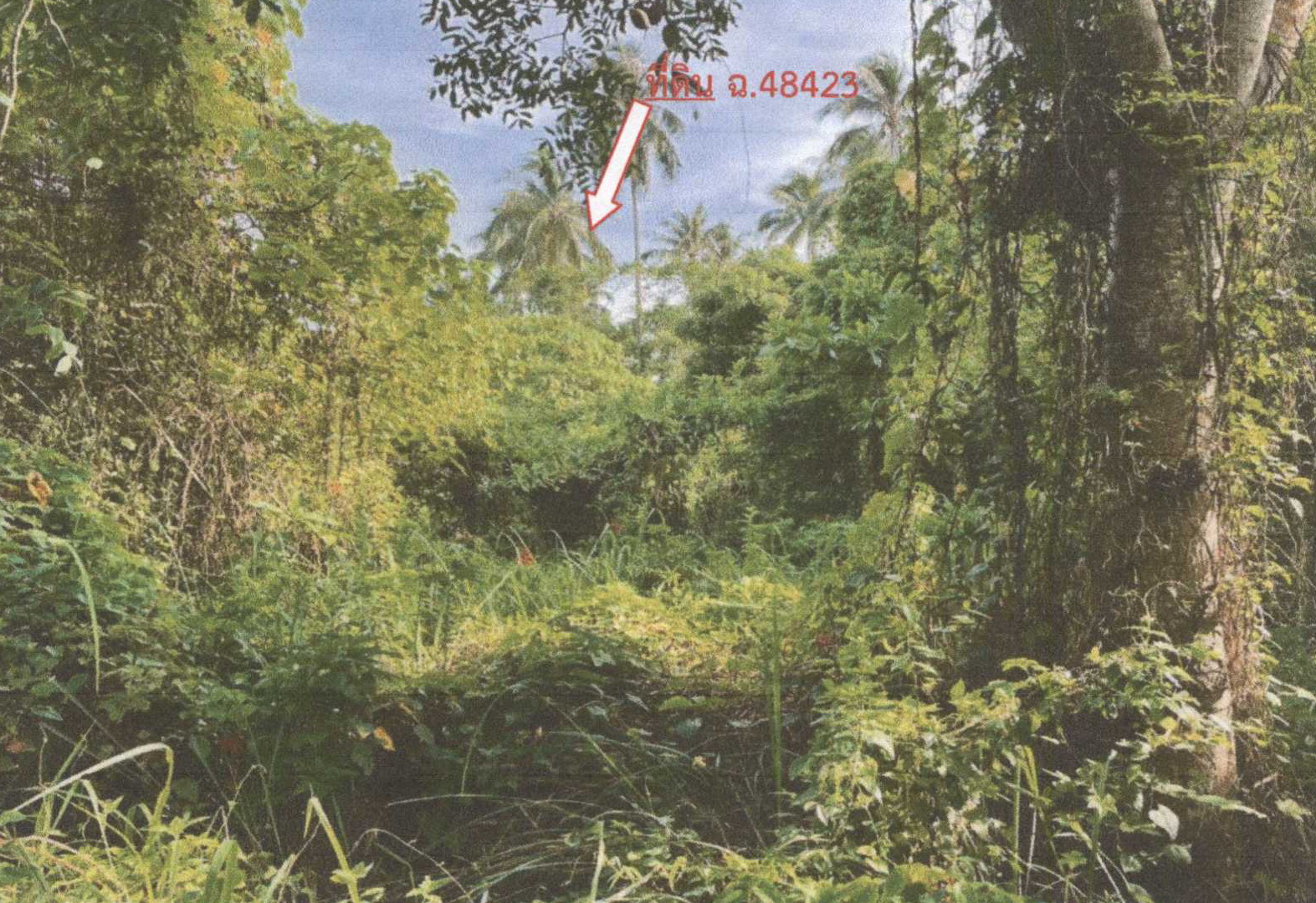 รูปที่ดินว่างเปล่า ตลิ่งงาม เกาะสมุย สุราษฎร์ธานี
