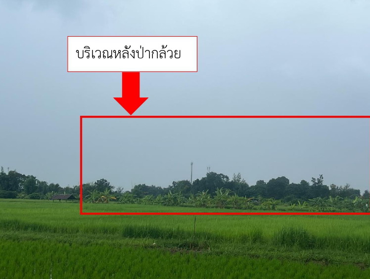 รูปที่ดินว่างเปล่า ป่าตุ้ม พร้าว เชียงใหม่