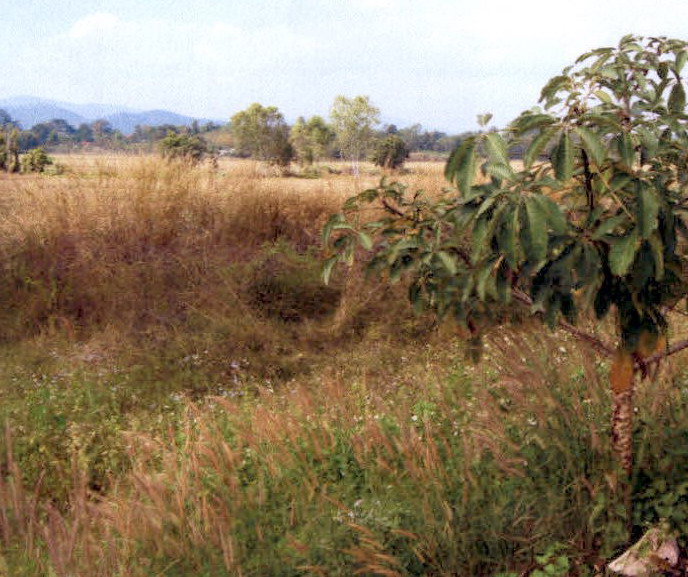 รูปที่ดินว่างเปล่า ดอยลาน เมืองเชียงราย เชียงราย