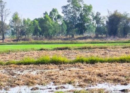 รูปที่ดินว่างเปล่า นาดี ยางตลาด กาฬสินธุ์
