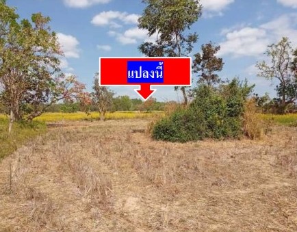 รูปที่ดินว่างเปล่า หนองกุงศรี หนองกุงศรี กาฬสินธุ์