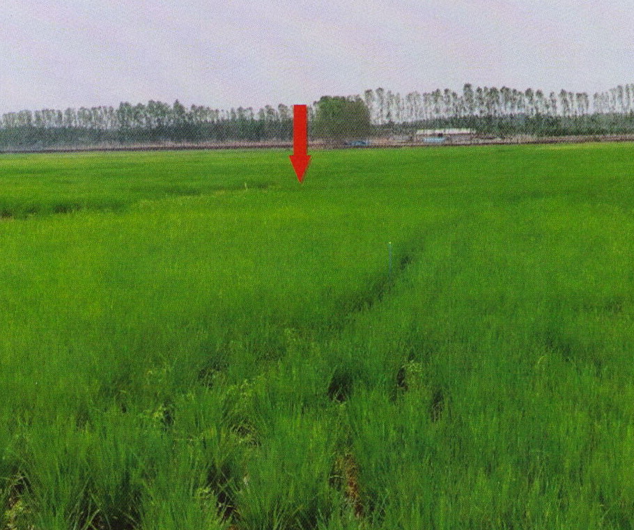 รูปที่ดินว่างเปล่า ดอยลาน เมืองเชียงราย เชียงราย