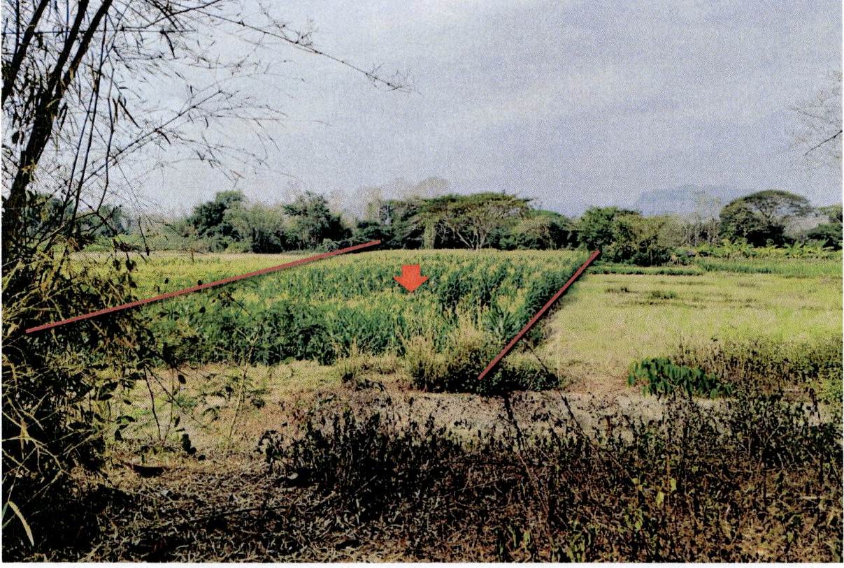 รูปที่ดินว่างเปล่า บ้านโป่ง งาว ลำปาง