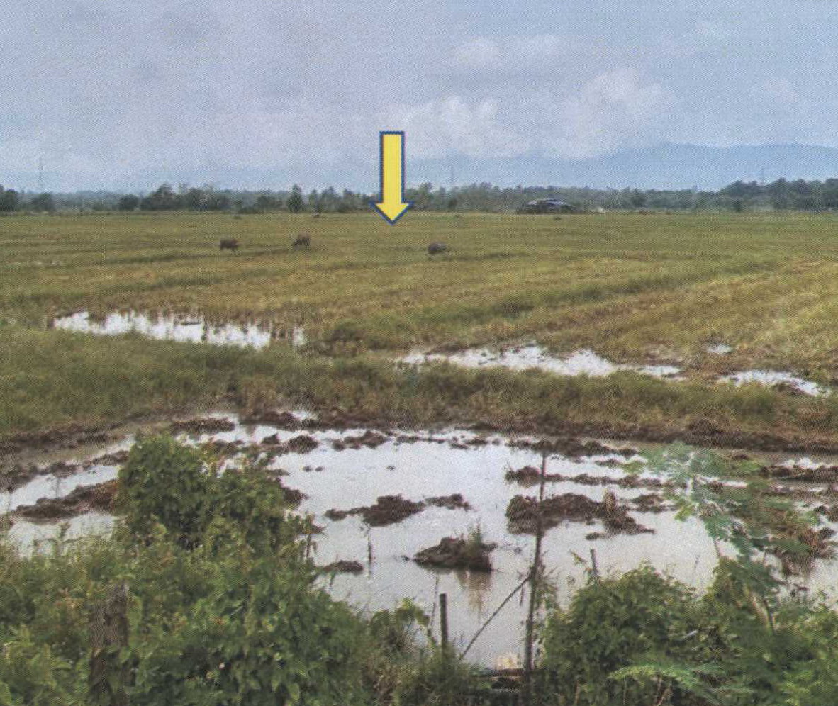 รูปที่ดินว่างเปล่า ห้วยสัก เมืองเชียงราย เชียงราย