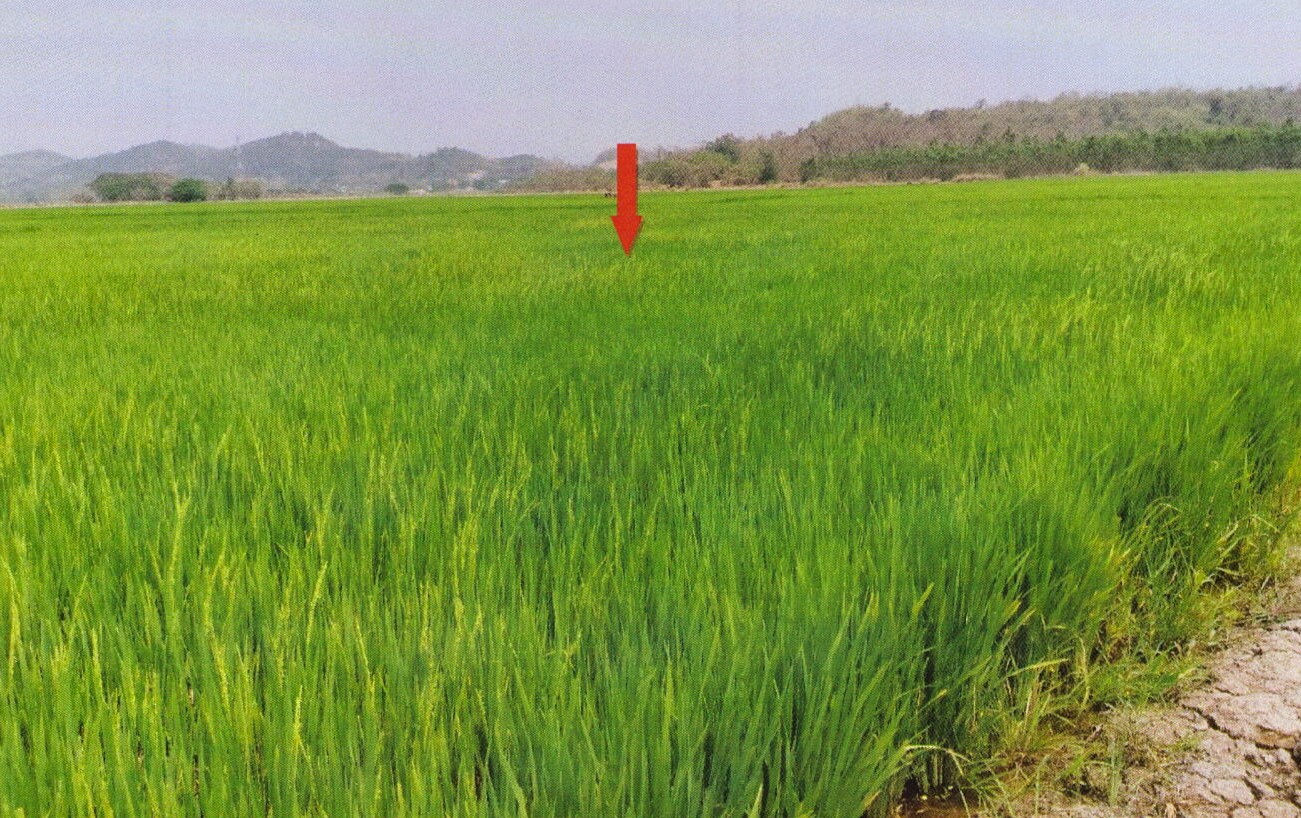 รูปที่ดินว่างเปล่า ดอยลาน เมืองเชียงราย เชียงราย