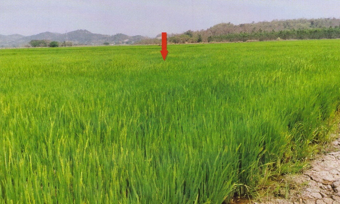 รูปที่ดินว่างเปล่า ดอยลาน เมืองเชียงราย เชียงราย
