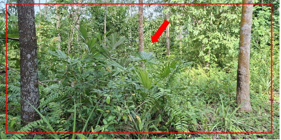 รูปที่ดินว่างเปล่า ตะมะยูง ศรีสาคร นราธิวาส