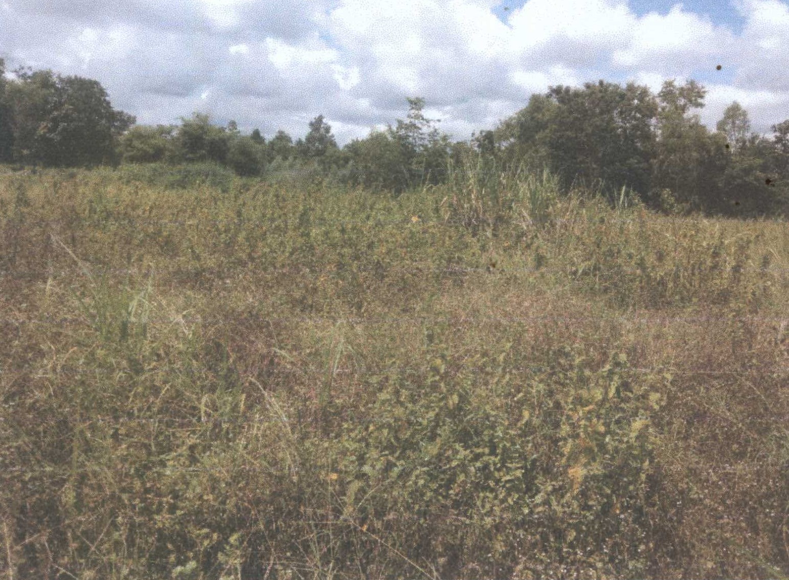 รูปที่ดินว่างเปล่า ทุ่งแต้ เมืองยโสธร ยโสธร