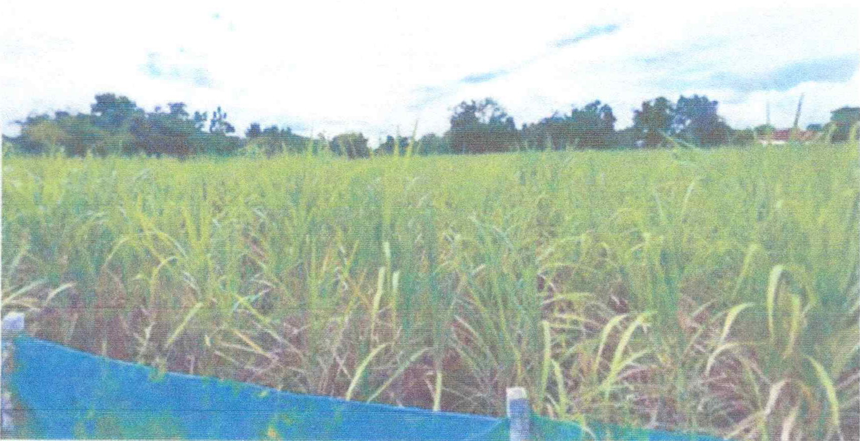 รูปที่ดินว่างเปล่า โคกขมิ้น วังสะพุง เลย