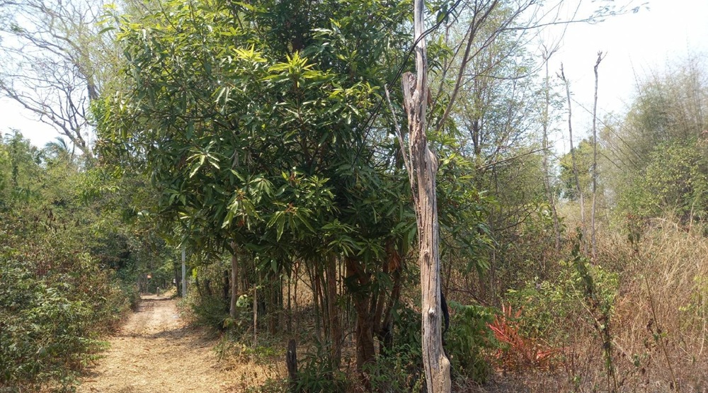 รูปที่ดินว่างเปล่า โนนโพธิ์ เมืองอำนาจเจริญ อำนาจเจริญ