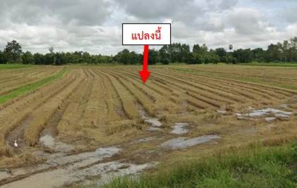 รูปที่ดินว่างเปล่า หนองกระทุ่ม ทัพทัน อุทัยธานี