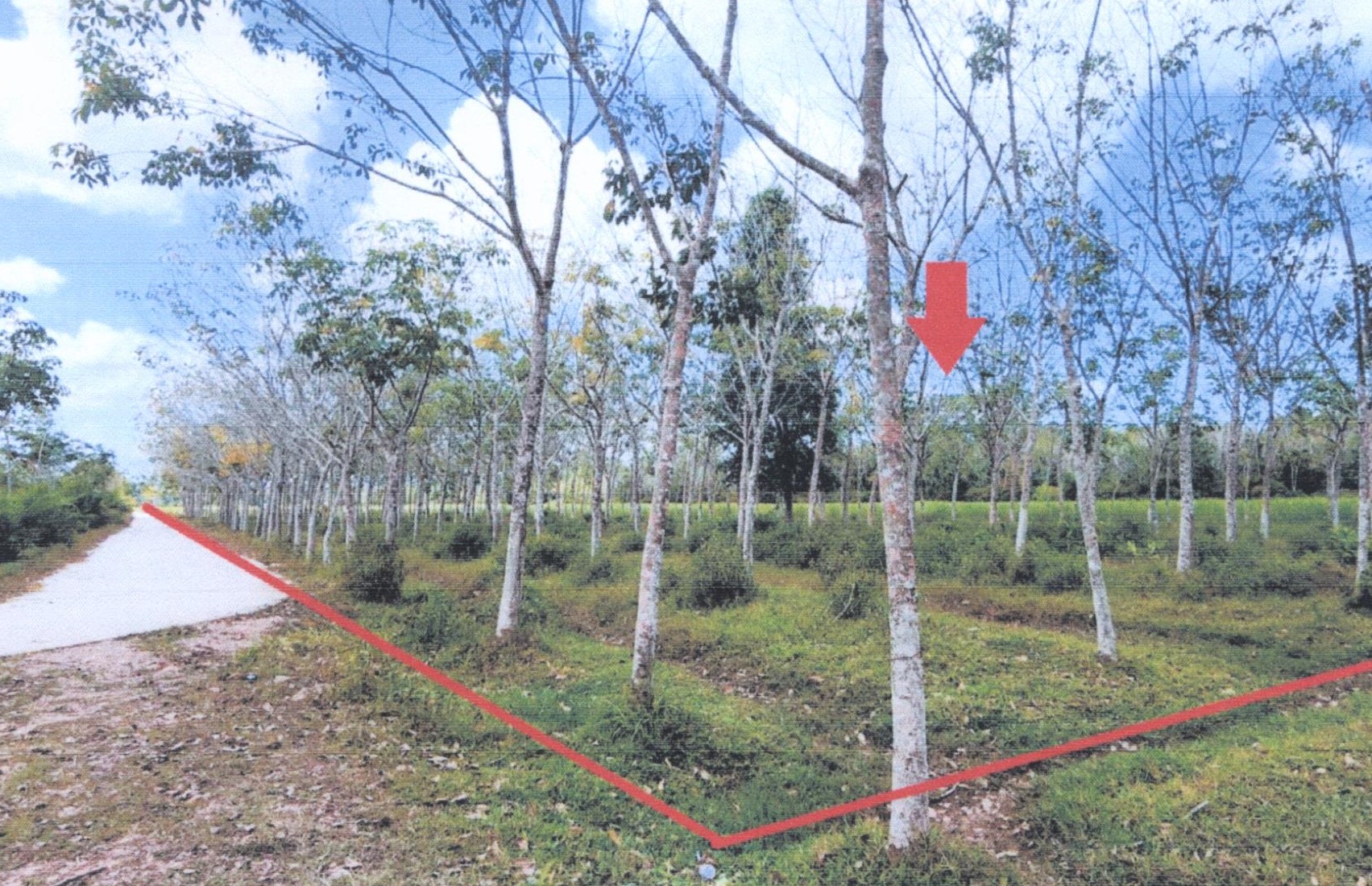 รูปที่ดินว่างเปล่า สะพานไม้แก่น จะนะ สงขลา