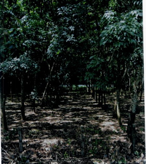 รูปที่ดินว่างเปล่า บ้านกลาง เมืองนครพนม นครพนม