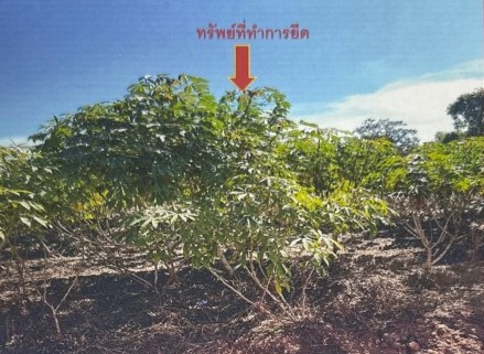 รูปที่ดินว่างเปล่า นามะเขือ สหัสขันธ์ กาฬสินธุ์