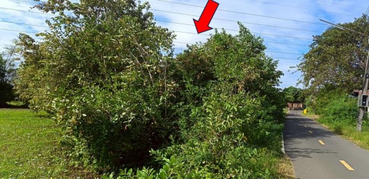 รูปที่ดินว่างเปล่า ม่วงสามสิบ ม่วงสามสิบ อุบลราชธานี