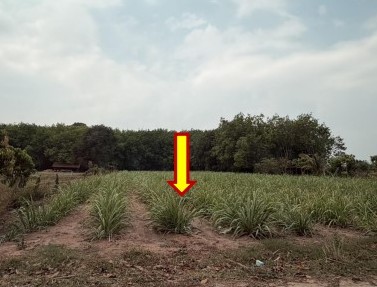 รูปที่ดินว่างเปล่า กุดค้าว กุฉินารายณ์ กาฬสินธุ์