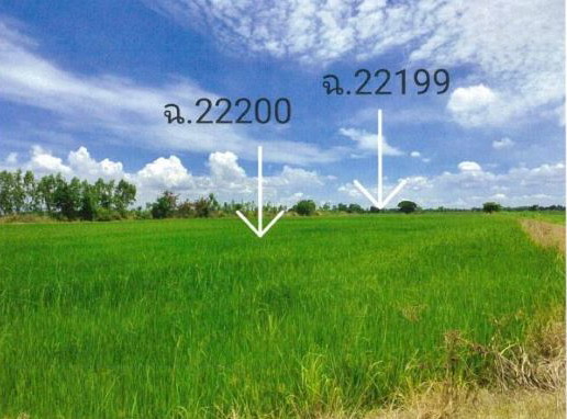 รูปที่ดินว่างเปล่า ท่านางงาม บางระกำ พิษณุโลก