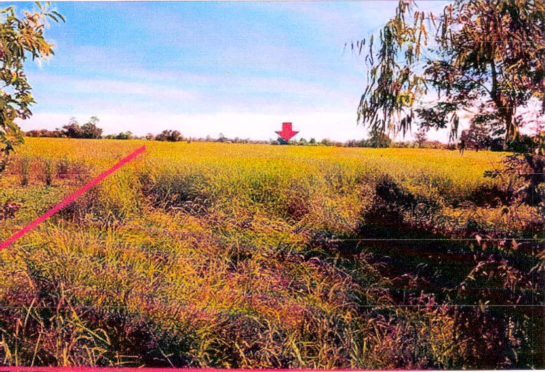 รูปที่ดินว่างเปล่า ลิ้นฟ้า ยางชุมน้อย ศรีสะเกษ