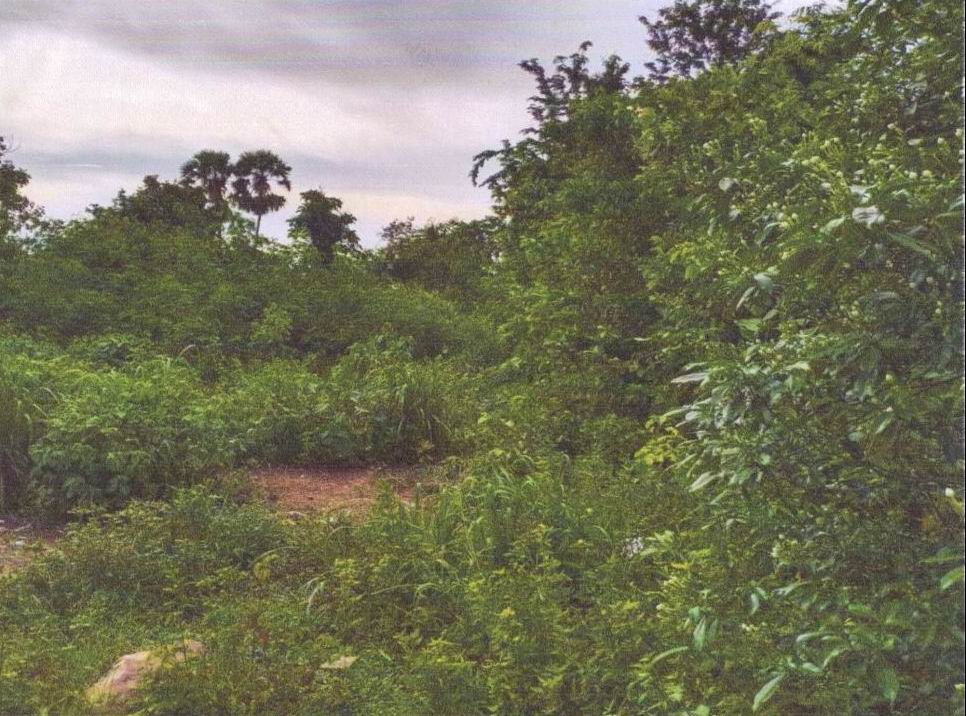 รูปที่ดินว่างเปล่า ลำภู เมืองหนองบัวลำภู หนองบัวลำภู