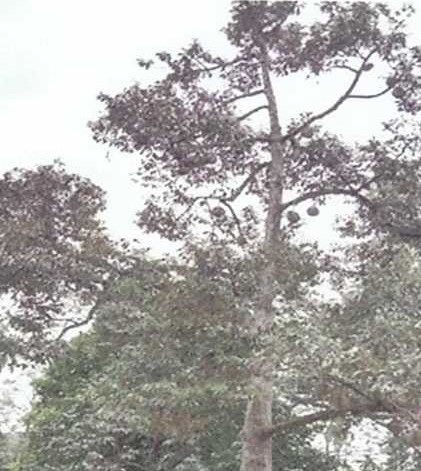 รูปที่ดินว่างเปล่า ปะลุกาสาเมาะ บาเจาะ นราธิวาส