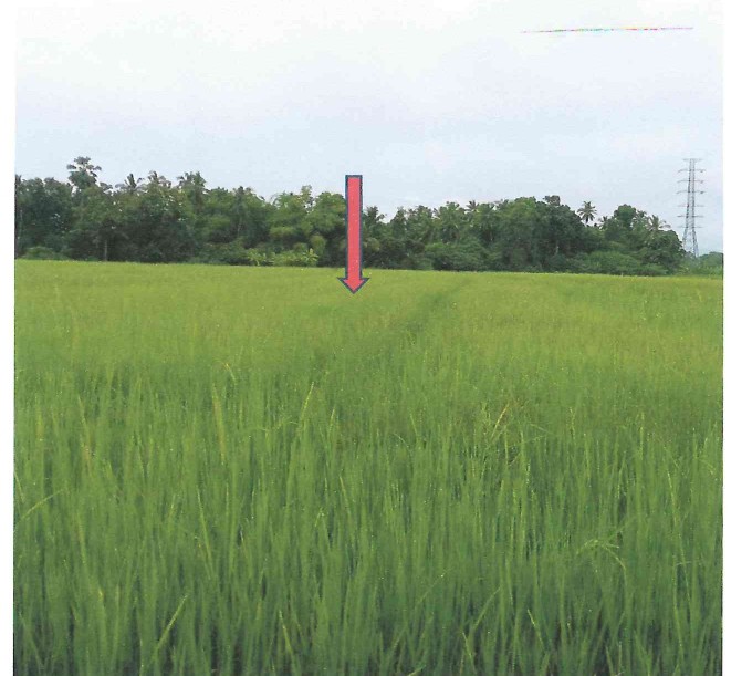 รูปที่ดินว่างเปล่า วังหิน เมืองตาก ตาก