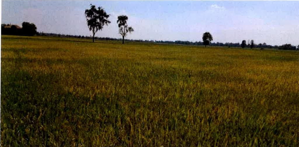 รูปที่ดินว่างเปล่า บางเคียน ชุมแสง นครสวรรค์