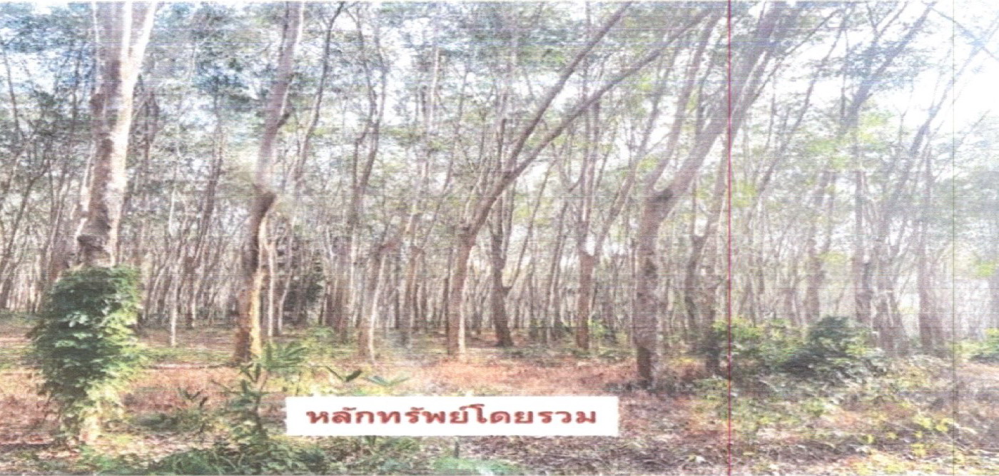 รูปที่ดินว่างเปล่า ท่าสะท้อน พุนพิน สุราษฎร์ธานี