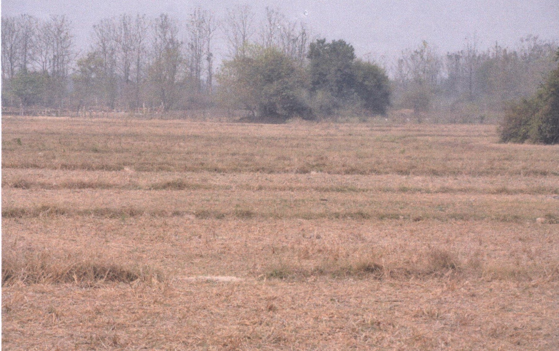 รูปที่ดินว่างเปล่า เหมืองหม้อ เมืองแพร่ แพร่
