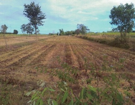 รูปที่ดินว่างเปล่า สามขา กุฉินารายณ์ กาฬสินธุ์