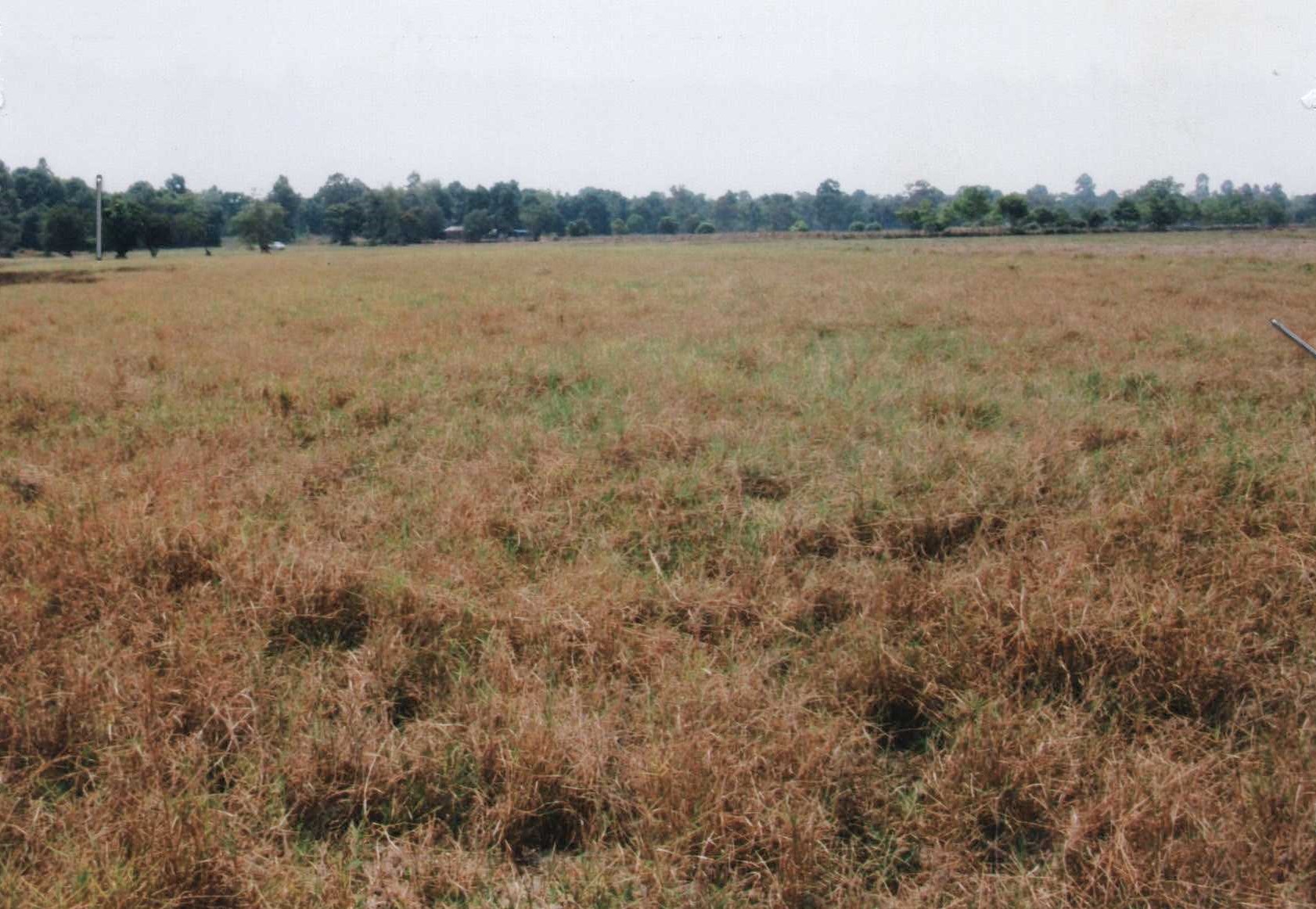 รูปที่ดินว่างเปล่า ธาตุ วารินชำราบ อุบลราชธานี