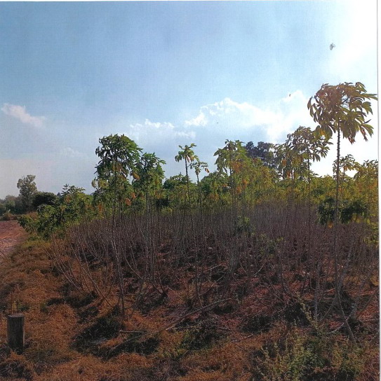 รูปที่ดินว่างเปล่า หนองบัว หนองกุงศรี กาฬสินธุ์