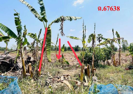 รูปที่ดินว่างเปล่า ขามเฒ่าพัฒนา กันทรวิชัย มหาสารคาม