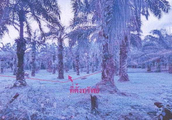 รูปที่ดินว่างเปล่า ดินอุดม ลำทับ กระบี่