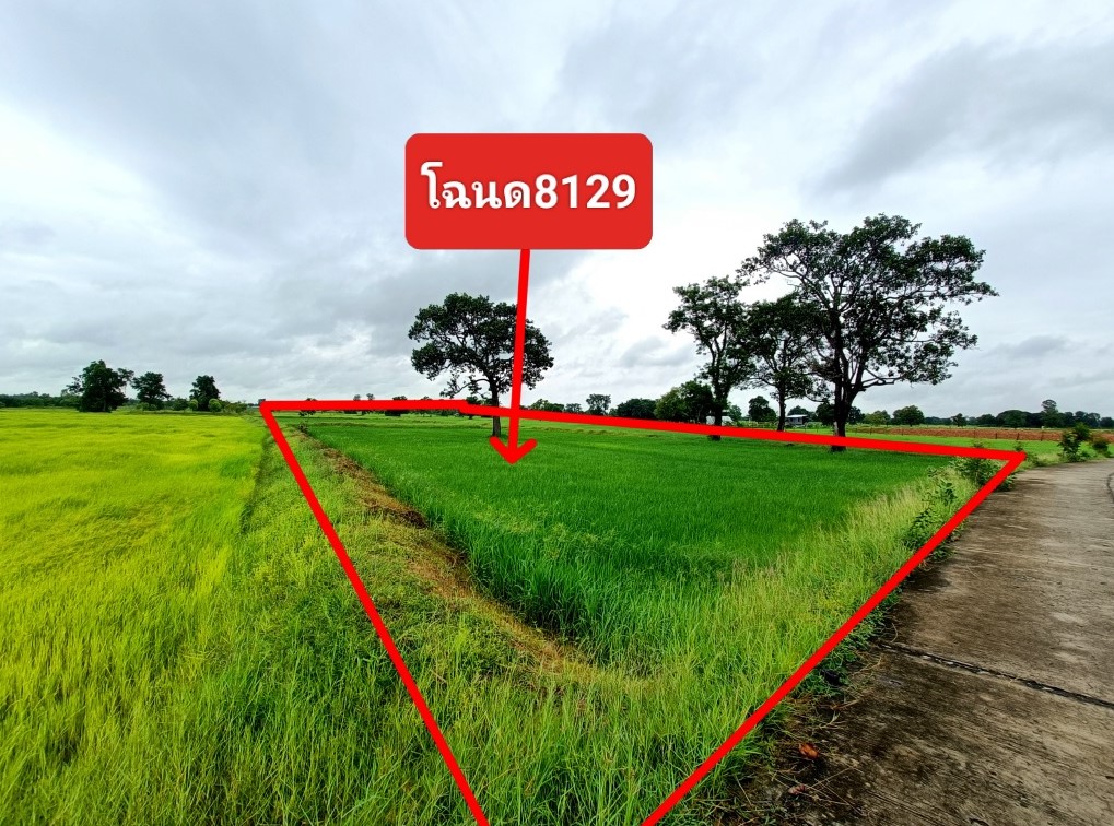 รูปที่ดินว่างเปล่า ทองหลาง บ้านใหม่ไชยพจน์ บุรีรัมย์