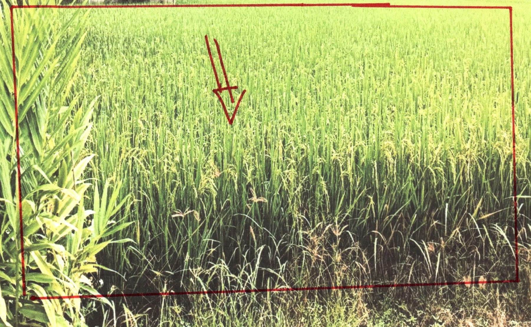 รูปที่ดินว่างเปล่า ป่างิ้ว เวียงป่าเป้า เชียงราย