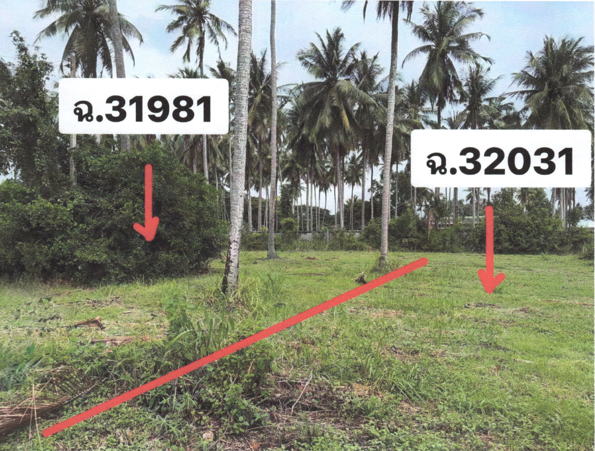 รูปที่ดินว่างเปล่า ธงชัย บางสะพาน ประจวบคีรีขันธ์
